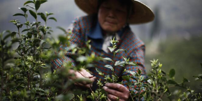 Une femme récolte les feuilles de thé dans une plantation chinoise du Zhejiang, le 9 avril 2012.