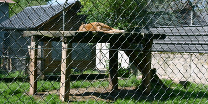 Une lionne du zoo du bois d'Attilly, dans un environnement pas suffisamment enrichi.