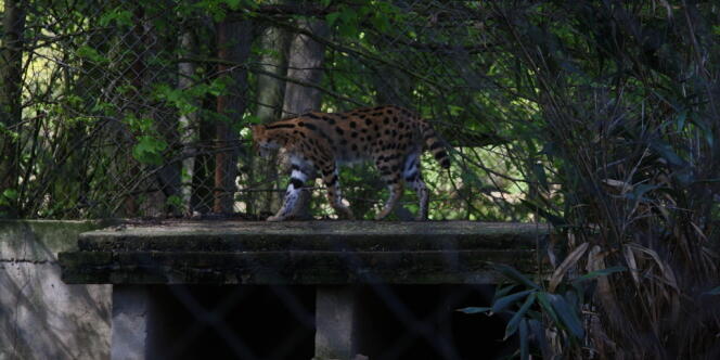 Au zoo du bois d'Attilly, un serval tourne en rond sur la dalle de sa petite cage.