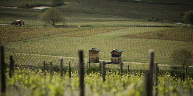 Utlisées comme indicateur naturel de bonne santé de la vigne, des ruches ont été implantées sur la colline de Corton. Les abeilles pollinisent les vignes et profitent aussi de la floraison des graminées et des fleurs des champs.