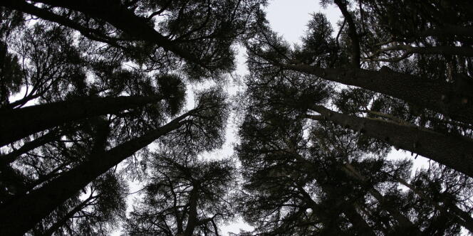 En examinant des troncs d'arbres, des chercheurs japonais ont découvert une hausse rapide et inexpliquée du taux de carbone 14 dans les années 774 et 775.