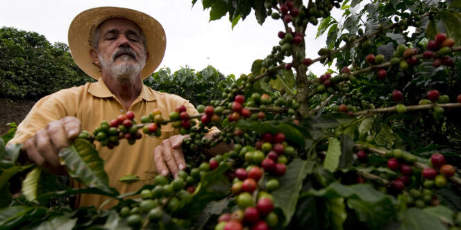 L'habitat de l'atèle – ou singe-araignée – par exemple est lentement grignoté par les plantations de café et de cacao au Mexique et en Amérique centrale.
