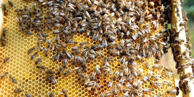 un virus transmis par un acarien responsable de la mort d abeilles