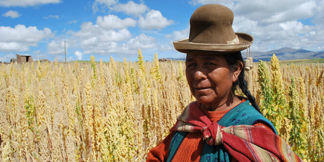 Le quinoa est cultivé sur les hauts plateaux andins de Bolivie..