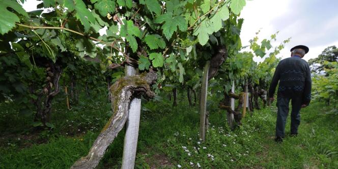 Une parcelle de vignes du village de Sarragachies (Gers), vieilles de plus de 150 ans, vient d'être inscrite à inventaire des monuments historiques