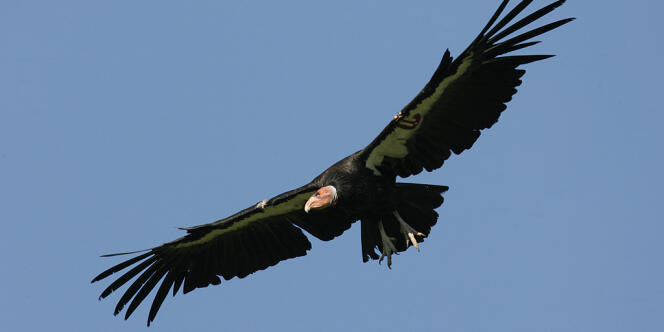 Depuis sa quasi-disparition en 1982, la population de condors de Californie est passée de 22 à environ 400 individus.