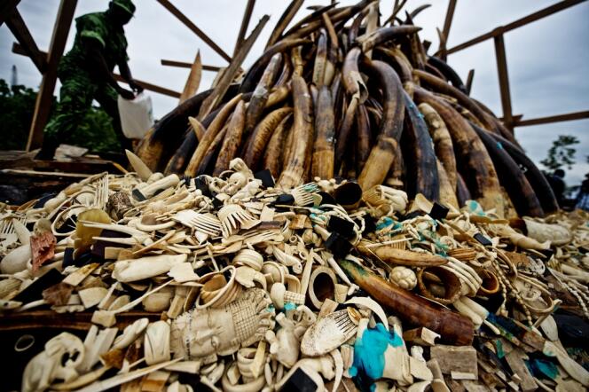 Saisie de défenses d'éléphant et d'objets en ivoire à Libreville (Gabon) en juin 2012.