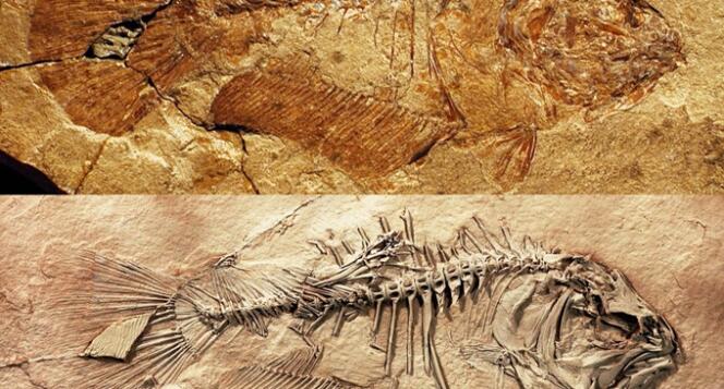Profil droit d’«Heteronectes» avant (en haut) et après (en bas) la préparation chimique d’analyse du fossile.
