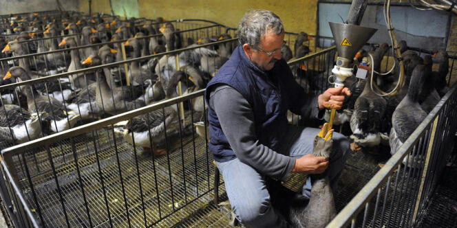 Un éleveur gave une oie à Montesquiou, dans le sud-ouest de la France.