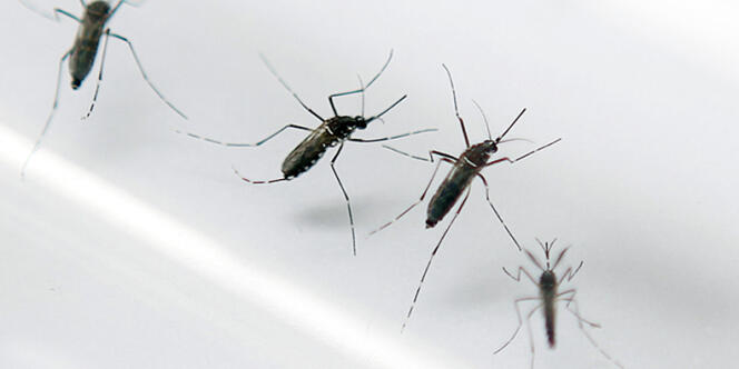 L'insecte, vecteur potentiel du chikungunya et de la dengue, est déjà très implanté dans le sud de la France.