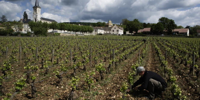 A Corton, village de tradition viticole et haut-lieu de la Bourgogne, dans le Clos du Chapître (Domaine Follin), Michaël Bleuchard ébourgeonne la vigne.