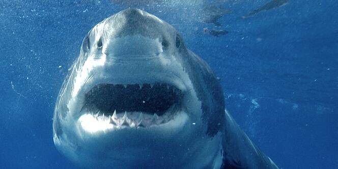 Les requins blancs sont l'espèce la plus particulièrement ciblée par le gouvernement d'Australie-Occidentale.