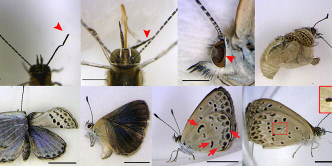 Des papillons irradiés autour de Fukushima présentant des anomalies morphologiques.
