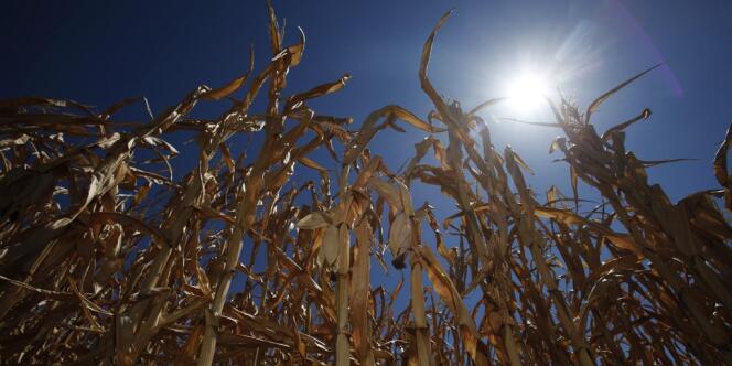 Depuis quelques mois, le monde est confronté à une série d'événements climatiques qui mettent à mal les principales régions agricoles.