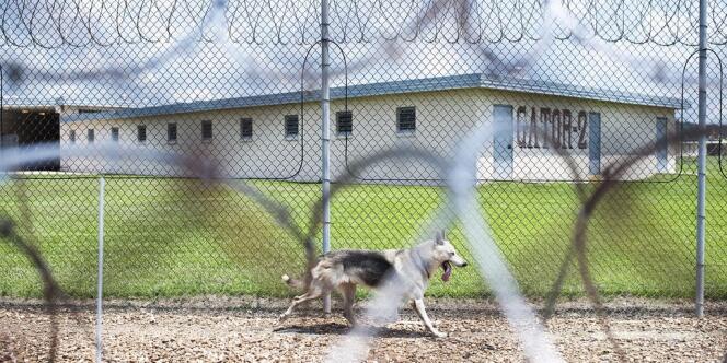 Soumise à des restrictions budgétaires, une prison de Louisiane remplace ses gardiens par des chiens-loups.