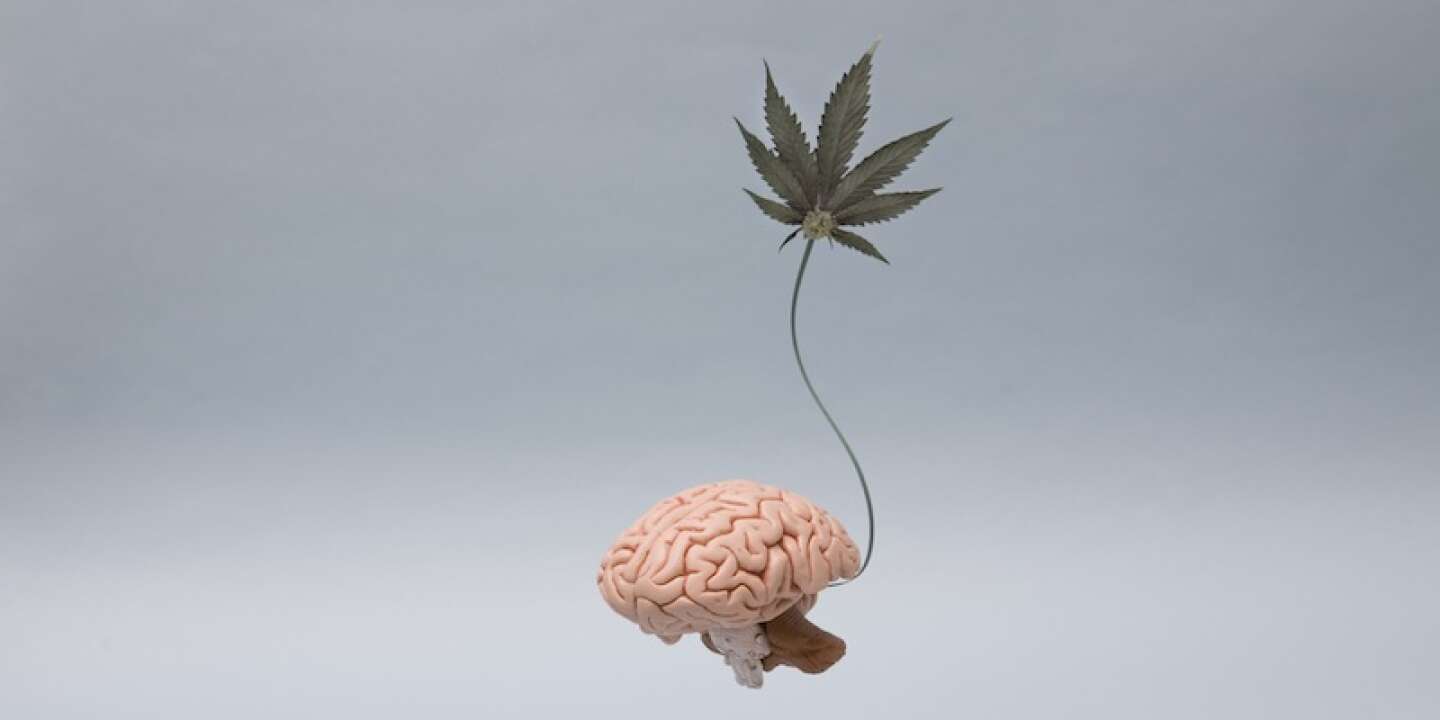 Le cannabis détériore les capacités intellectuelles et abaisse le QI
