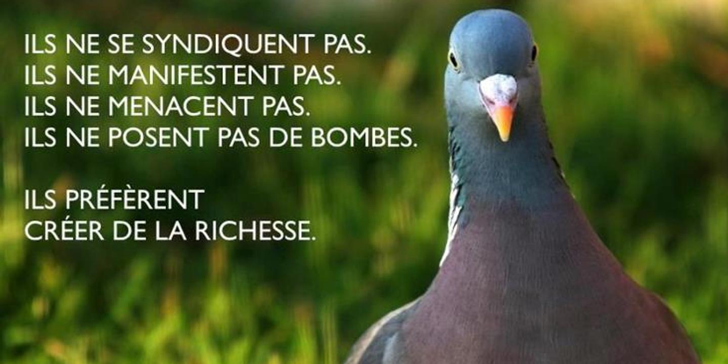 Qu Y A T Il De Plus Stupide Qu Un Pigeon