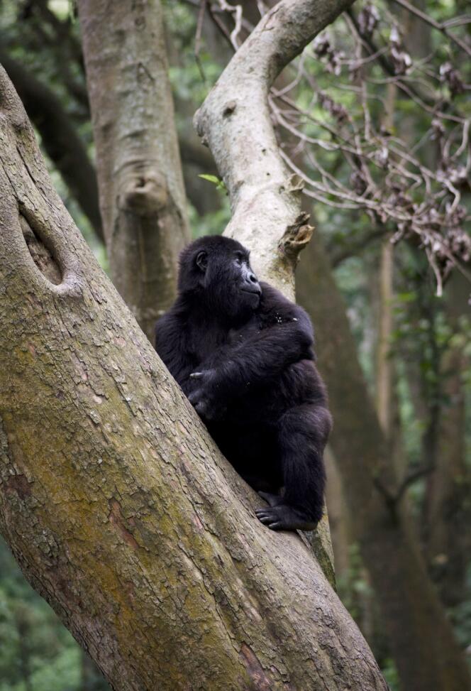 Un jeune gorille des montagnes dans le parc national de Virunga, dans l'est de la République démocratique du Congo, cet été