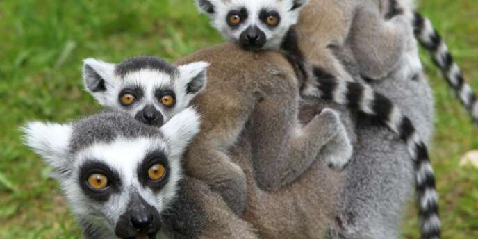 Les Lémuriens De Madagascar Parmi Les Mammifères Les Plus - 