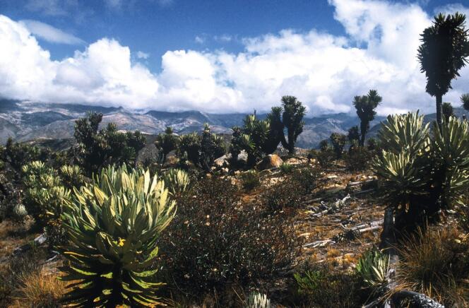 Les chemins  tortueux de la Sierra Nevada  de Santa Marta  traversent des villages indiens comme celui  de Mutanzhi  (à droite). -