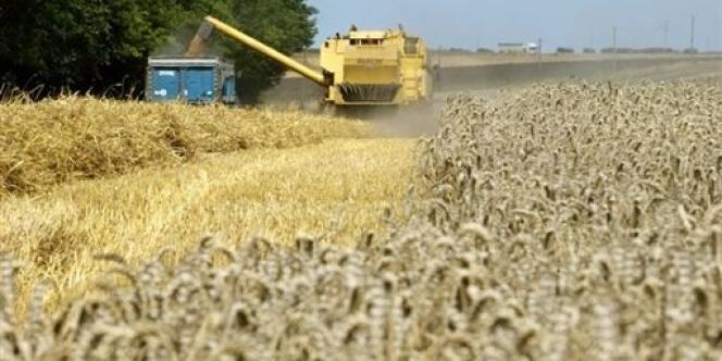 Le revenu annuel moyen des agriculteurs s'établit à 29 400 euros en 2013. Une baisse de 18,7 % qui s'explique d'abord par le repli du secteur céréalier, où le revenu annuel moyen plonge de 50 %, à 24 200 euros.
