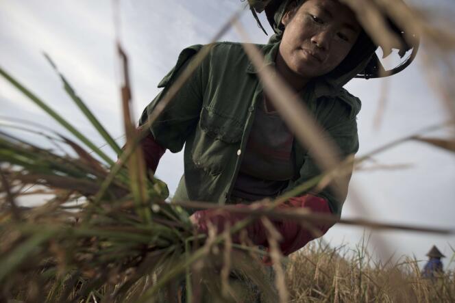 Récolte du riz en Birmanie. 