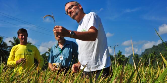 Achim Dobermann, le patron de l'Institut international de recherche sur le riz (IRRI), avec deux autres ingénieurs agronomes dans un champ expérimental à Los Banos, aux Philippines.