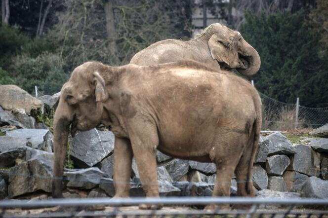Baby et Népal, les deux éléphantes malades de la tuberculose, dans le parc de la Tête d'Or, le 19 décembre.