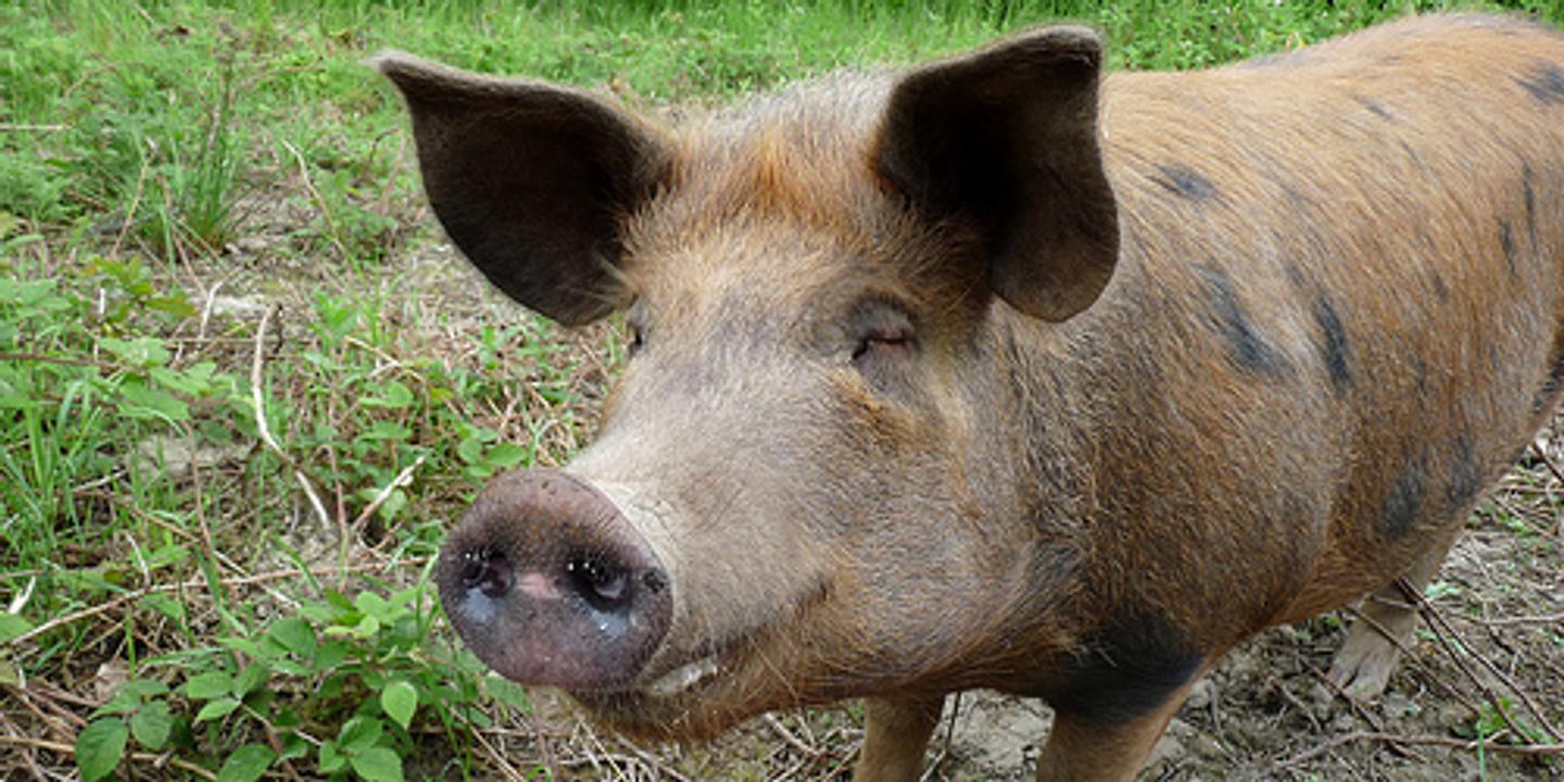 Comment On Dit Cochon En Anglais Comment reconnaître un cochon heureux ?