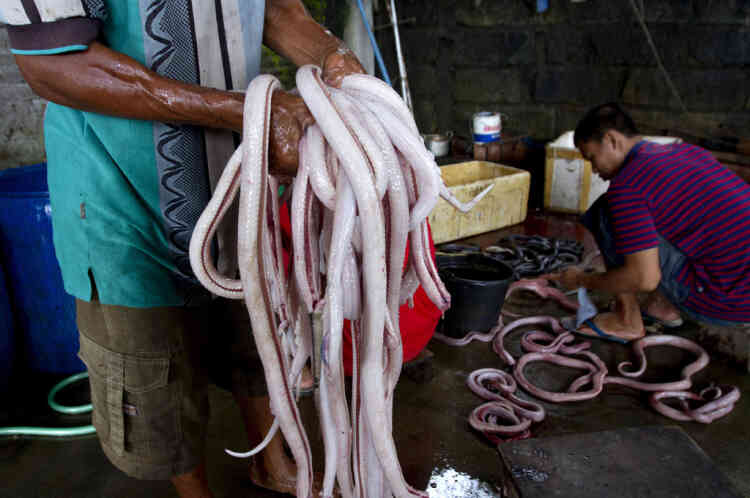 A worker holds cobra meat after the snakes have been stripped of their skins, at a Chinese restaurant in the ancient city of Yogyakarta April 1, 2011. Snake hunters catch about 1,000 cobras from Yogyakarta, Central Java and East Java provinces each week to harvest their meat for burgers, priced at 10,000 rupiah ($1.15) each, as well as satay and other dishes. Some customers said they believe cobra meat can cure skin diseases and asthma, and increase sexual virility. Picture taken April 1, 2011. REUTERS/Dwi Oblo (INDONESIA - Tags: SOCIETY FOOD ANIMALS) - RTR2KPM0