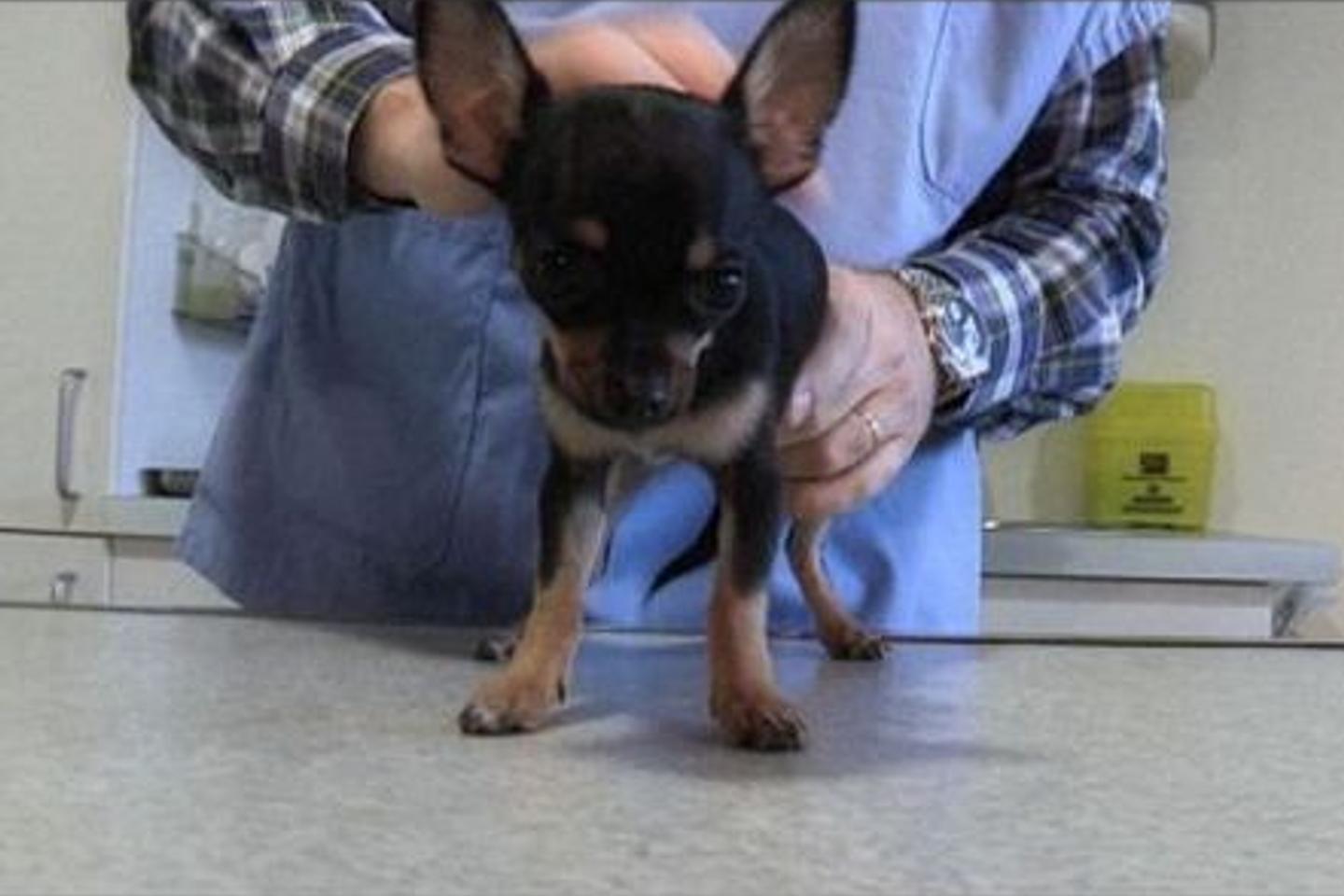 Trafic d'animaux : les mafias internationales