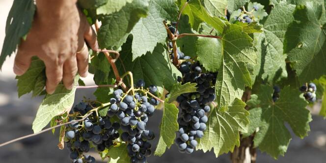 L'exposition aux pesticides fait courir des risques aux salariés viticoles et aux riverains.