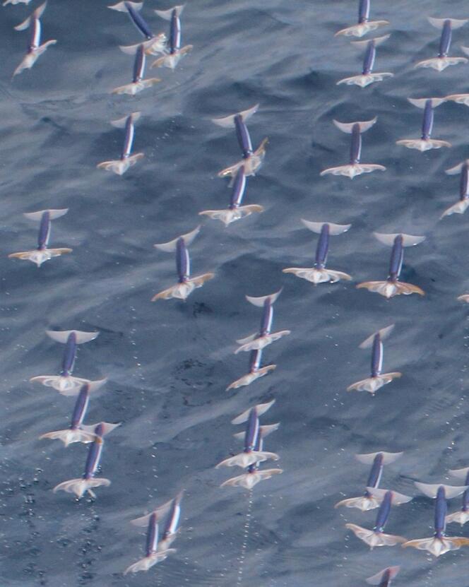 Photo des calmars en vol prise par l'étudiant en écologie marine Kota Muramatsu. 
