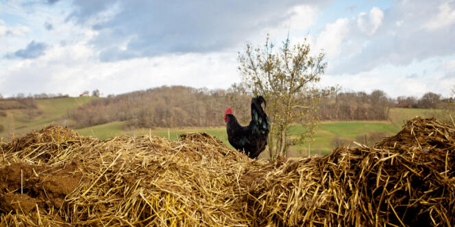 Un coq dans la ferme de Christophe Masson, dans le Gers.