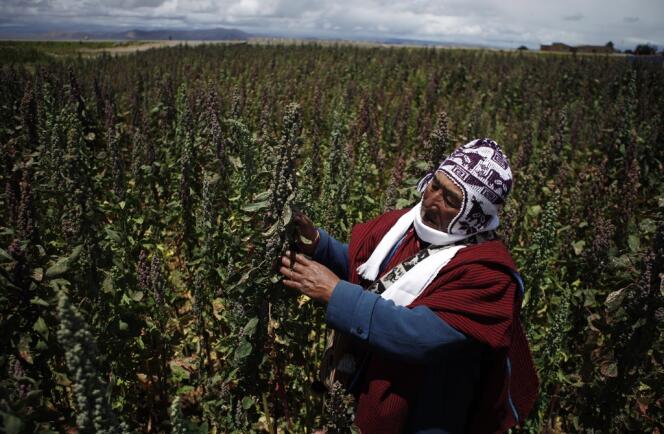Geronimo Blanco au milieu de ses plans de quinoa, à Patamanta (Bolivie), le 16 février 2013.