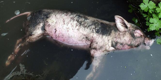 Mardi 18 mars 2013, le nombre de carcasses de jeunes porcs retrouvés dans le fleuvee Huangpu en amont de Shanghaï s'élevait à 13 000 depuis le début de la crise sanitaire. Les autorités se refusent à révéler les noms des fermes dont les animaux proviendraient.