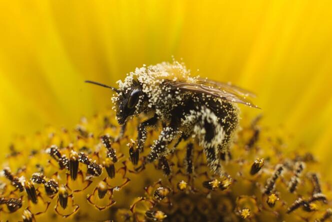 Les abeilles connaissent depuis plusieurs années des taux de mortalité anormaux partout dans le monde.
