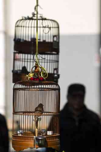 Caged birds are seen at a street market in downtown Shanghai April 7, 2013. Two more people have contracted bird flu in Shanghai, China's health ministry said on Saturday, as authorities closed live poultry markets and culled birds to combat a new virus strain that has killed six people. REUTERS/Aly Song (CHINA - Tags: DISASTER HEALTH ANIMALS)