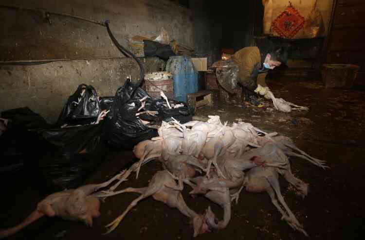 A vendor defeathers chickens after slaughter at a poultry market in Wuhan, Hubei province, April 6, 2013. The market has closed live poultry trading on Saturday and slaughtered about 50,000 chickens and ducks so far to prevent the spreading of the H7N9 virus. Two more people have contracted bird flu in Shanghai, China's health ministry said on Saturday, as authorities closed live poultry markets and culled birds to combat a new virus strain that has killed six people. Picture taken April 6, 2013. REUTERS/Stringer (CHINA - Tags: ANIMALS DISASTER HEALTH SOCIETY) CHINA OUT. NO COMMERCIAL OR EDITORIAL SALES IN CHINA