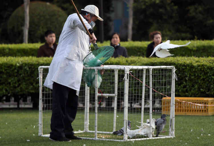 This picture taken on April 6, 2013 shows a Chinese health worker collecting the pigeons from a trap placed at a park in Shanghai, to gather the birds for culling.  Cities in eastern China where an H7N9 bird flu outbreak has killed six people moved to prevent the virus from spreading by banning live poultry trade and culling fowl.   TOPSHOTS  CHINA OUT      AFP PHOTO