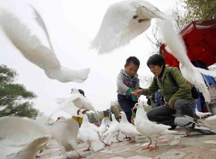 People feed pigeons at a park in Nanjing, Jiangsu province, April 5, 2013. Health authorities in China said on Saturday that the country's 16 confirmed H7N9 bird flu cases were isolated and showed no sign that it is transmitted from human to human, Xinhua News Agency reported. Picture taken April 5, 2013. REUTERS/China Daily (CHINA - Tags: DISASTER ANIMALS HEALTH) CHINA OUT. NO COMMERCIAL OR EDITORIAL SALES IN CHINA