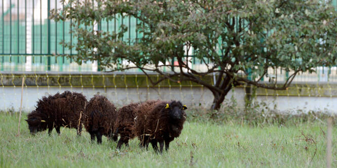 Les Archives de Paris ont confié l'entretien de leurs pelouses à quatre moutons d'Ouessant.