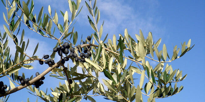L'Espagne est le plus important producteur mondial d'huile d'olive et domine également le marché européen. 