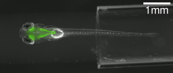 Le cerveau et les neurones d'une larve de poisson-zébre apparaissent en lumière fluorescente verte.