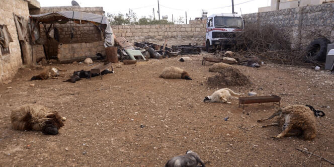 Des carcasses d'animaux gisent sur le sol, à Alep, le 23 mars, après ce que les habitants de la zone ont décrit comme une attaque à l'arme chimique.