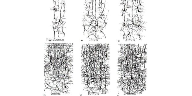 Formation des circuits de neurones dans le cortex cérébral humain de la naissance à 2 ans.