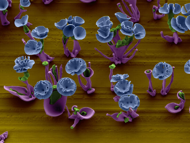 Fleurs minérales microscopiques.