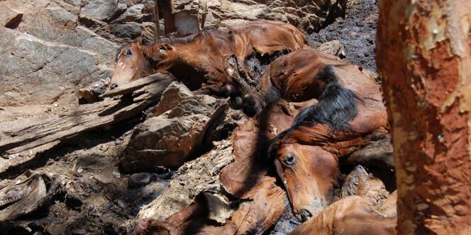 L'agence gouvernementale Central Land Council estime que l'abattage est rendu nécessaire par la prolifération de ces chevaux qui manquent d'eau, de nourriture et agonisent, tandis que les espèces indigènes, qui dépendent des mêmes points d'eau que ces chevaux, sont elles aussi menacées.