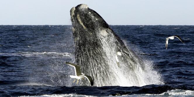 Des centaines de baleines franches australes convergent chaque année à partir de juin dans les eaux de la péninsule de Valdès.