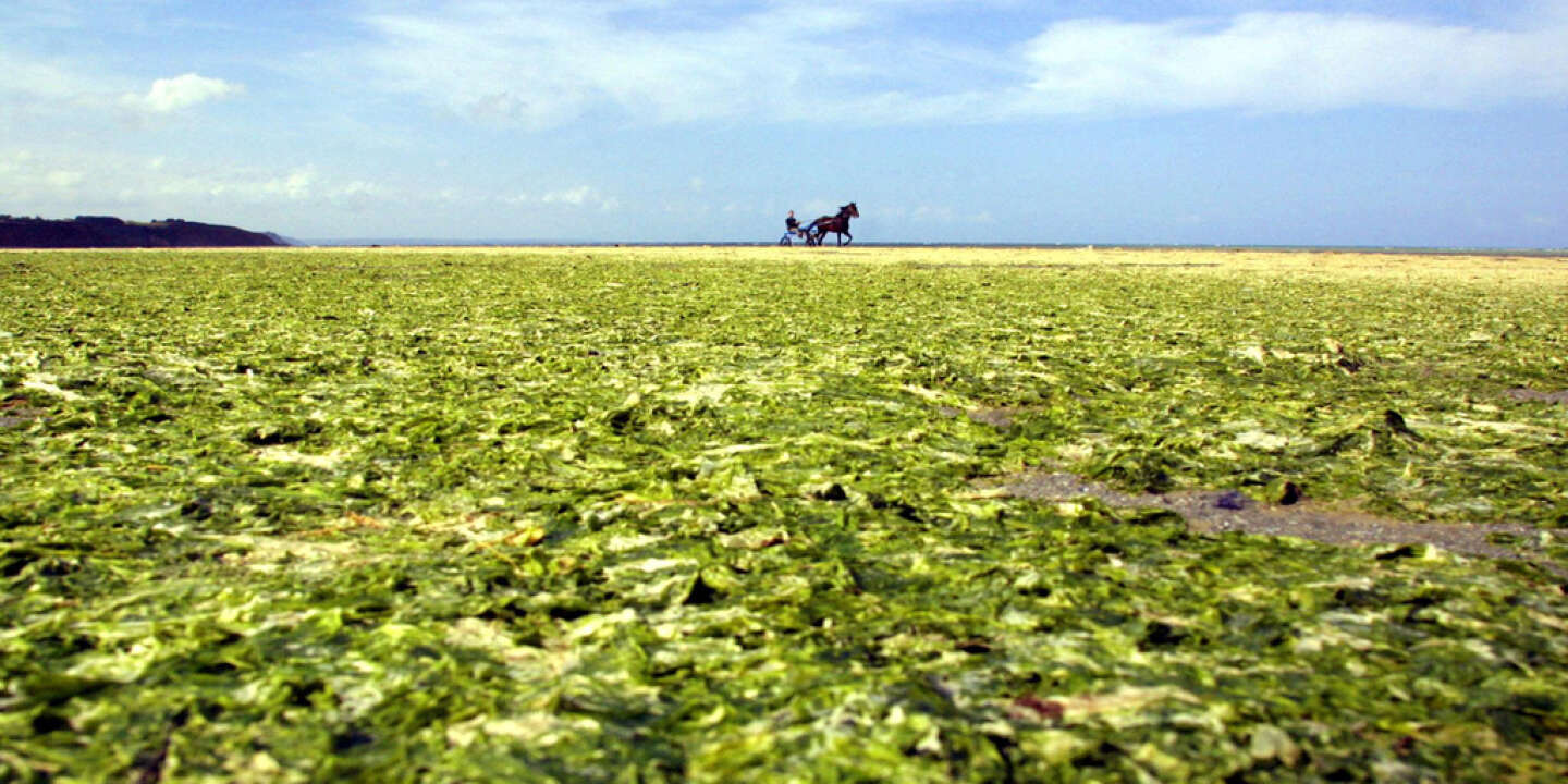 Marée verte : le retour des algues vertes inquiète la Bretagne